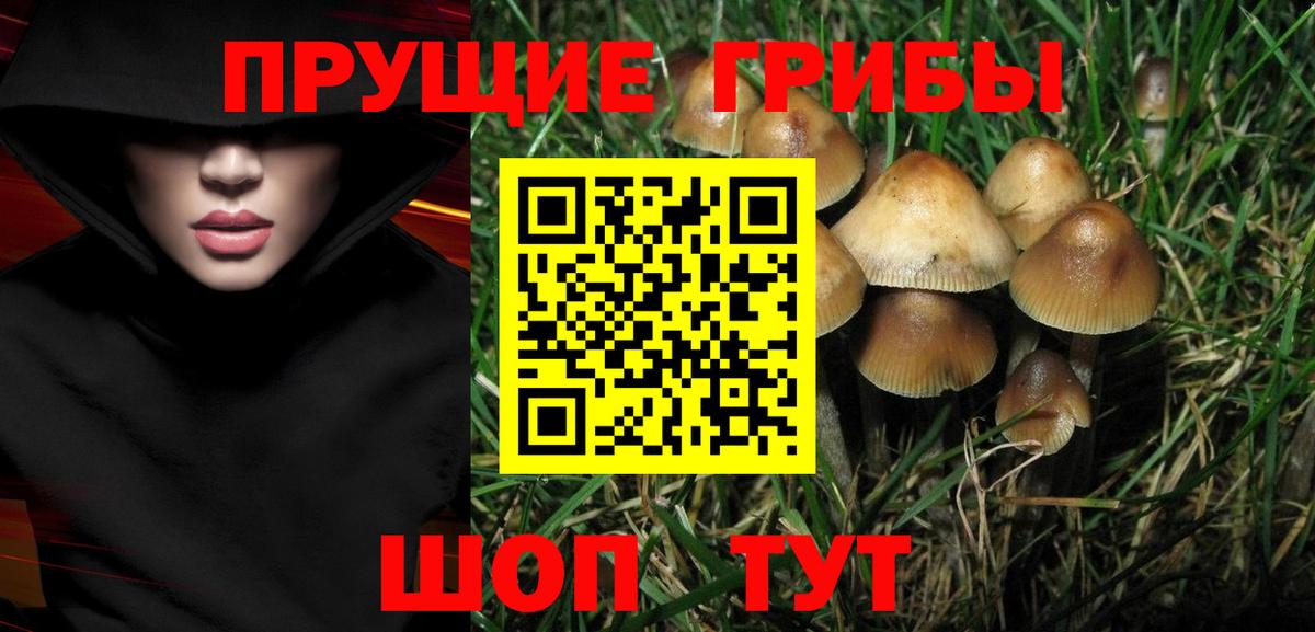 Галлюциногенные грибы Psilocybine cubensis Сунжа
