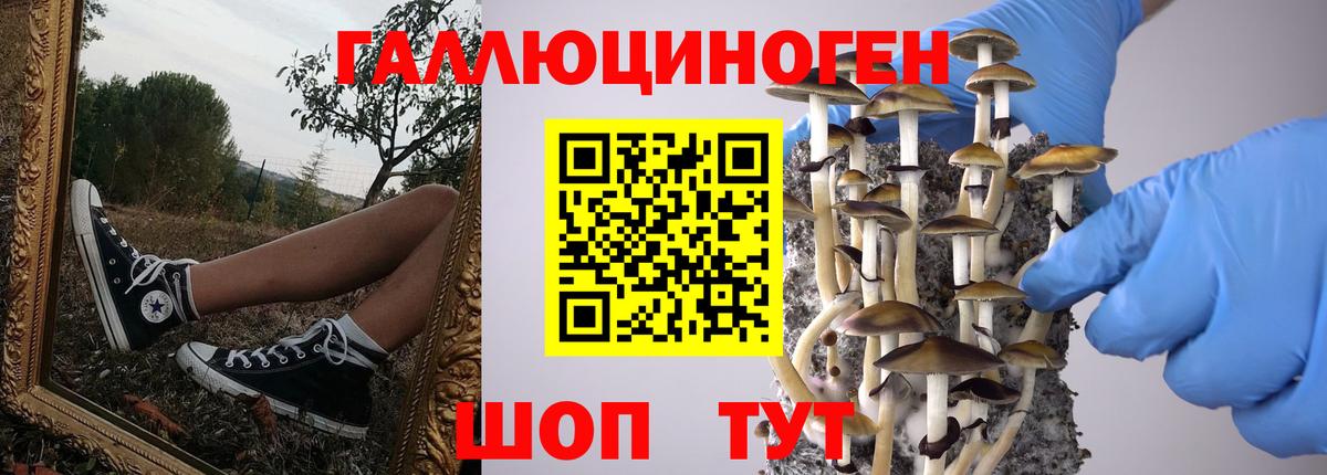 Псилоцибиновые грибы ЛСД  Галлюциногенные грибы Psilocybine cubensis  Сунжа  где найти   Вход с VPN 