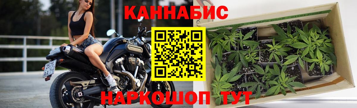 Шишки марихуана Amnesia Сунжа